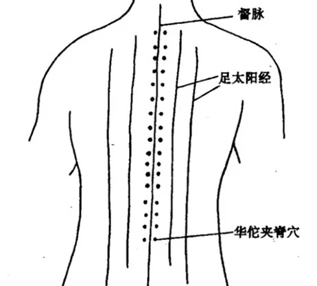华佗夹脊穴.png 华佗夹脊穴.png