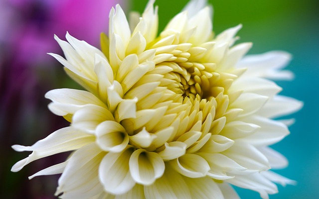 flower-gaabd146d1_640.jpg flower-gaabd146d1_640.jpg