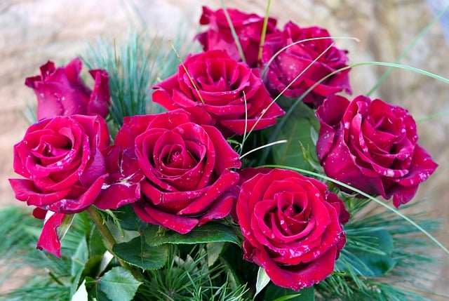 roses-g314818664_640.jpg roses-g314818664_640.jpg